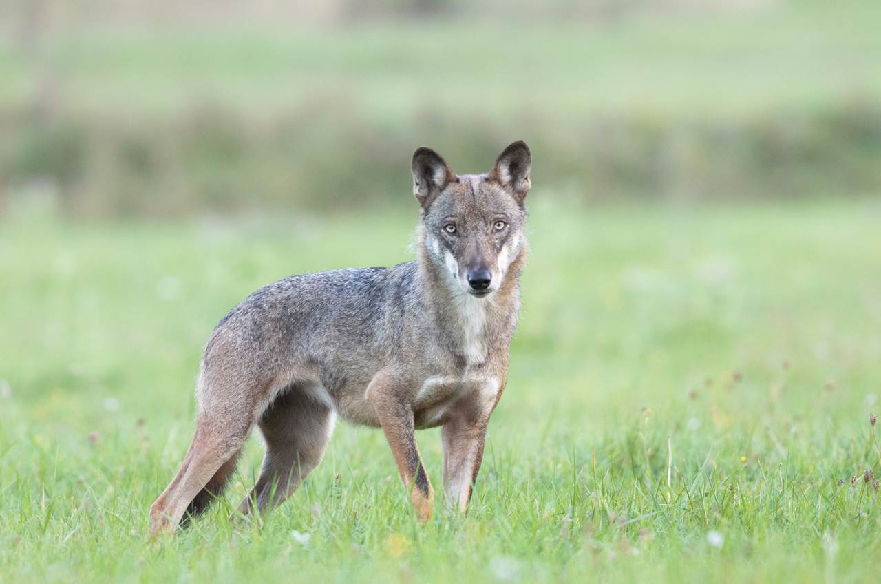 foto tour abruzzo skua nature 7