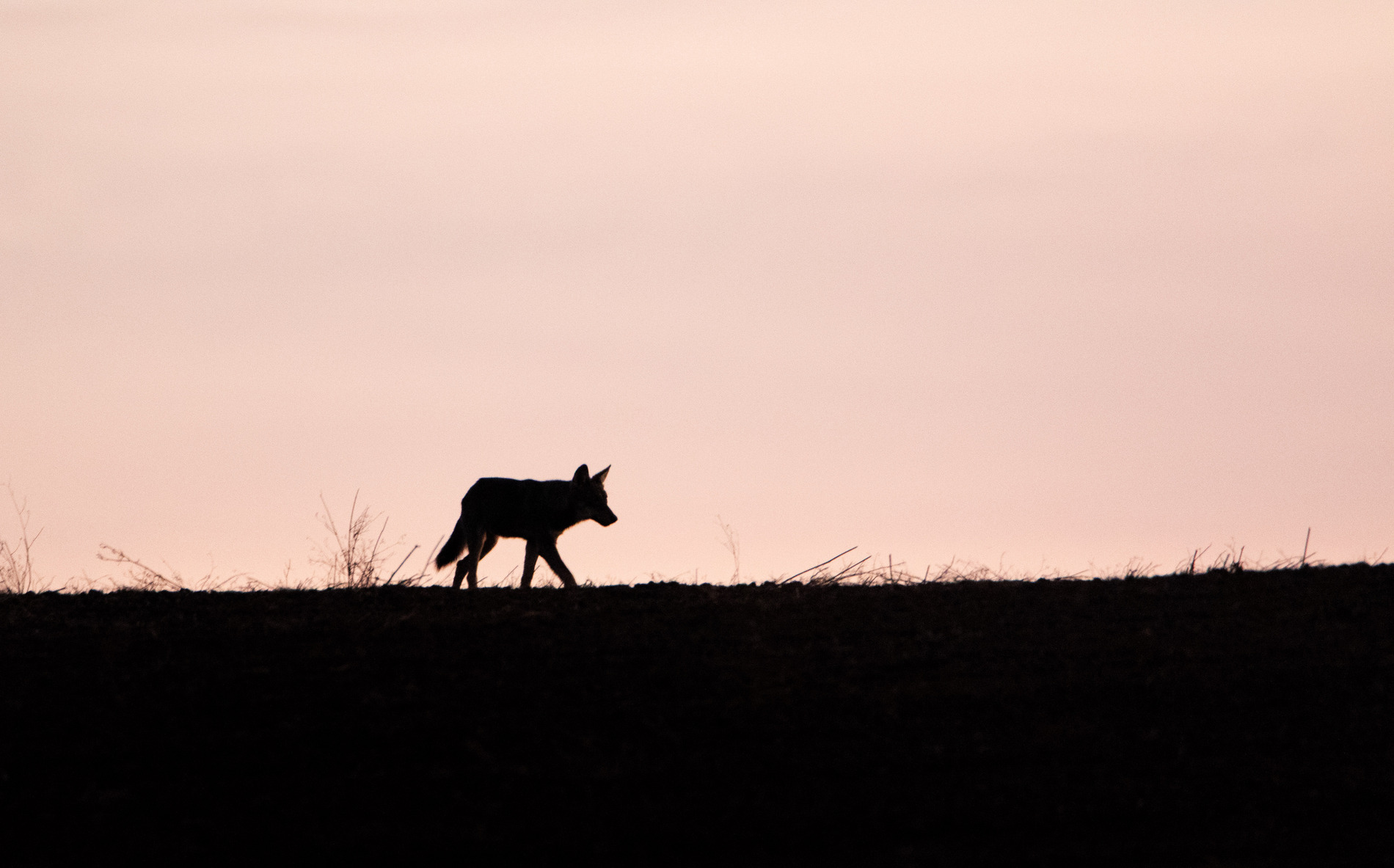 foto tour abruzzo skua nature 8