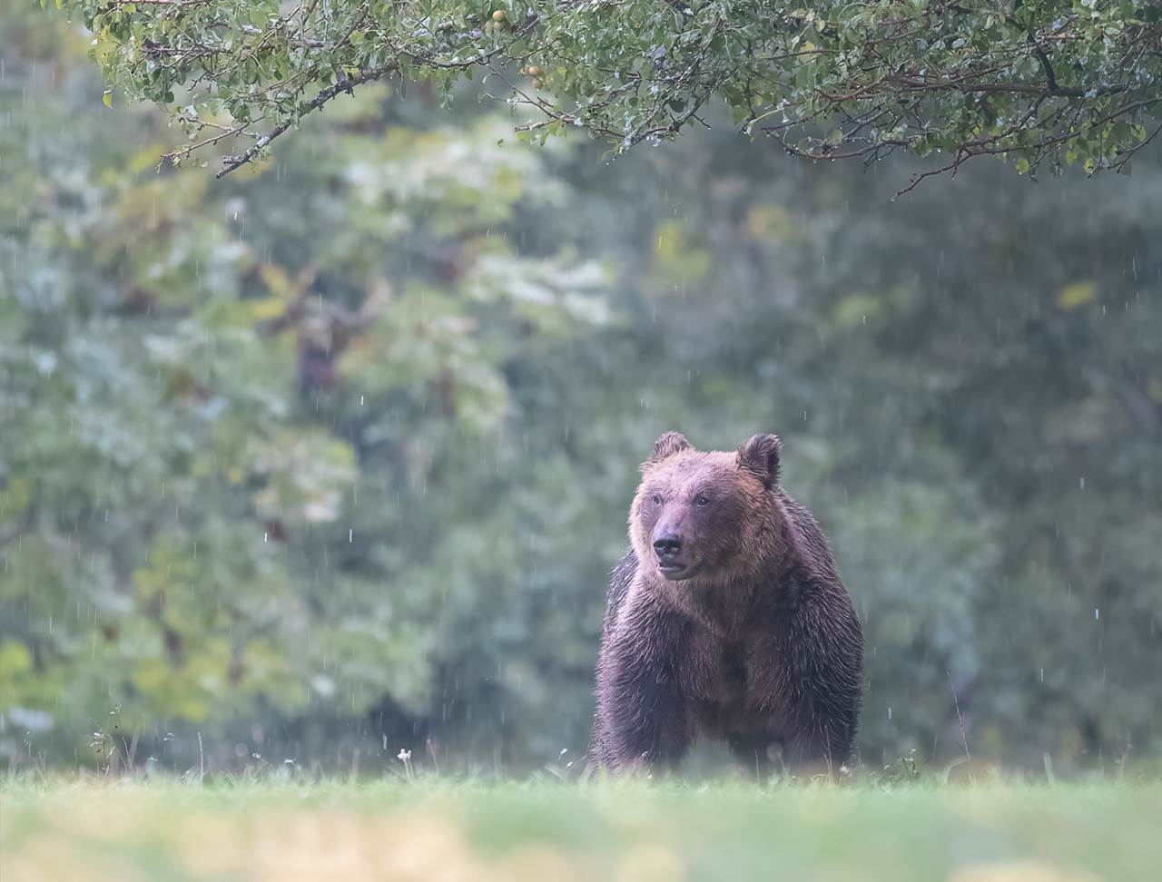 foto tour abruzzo skua nature 1