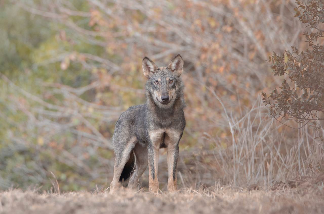 foto tour abruzzo skua nature 2