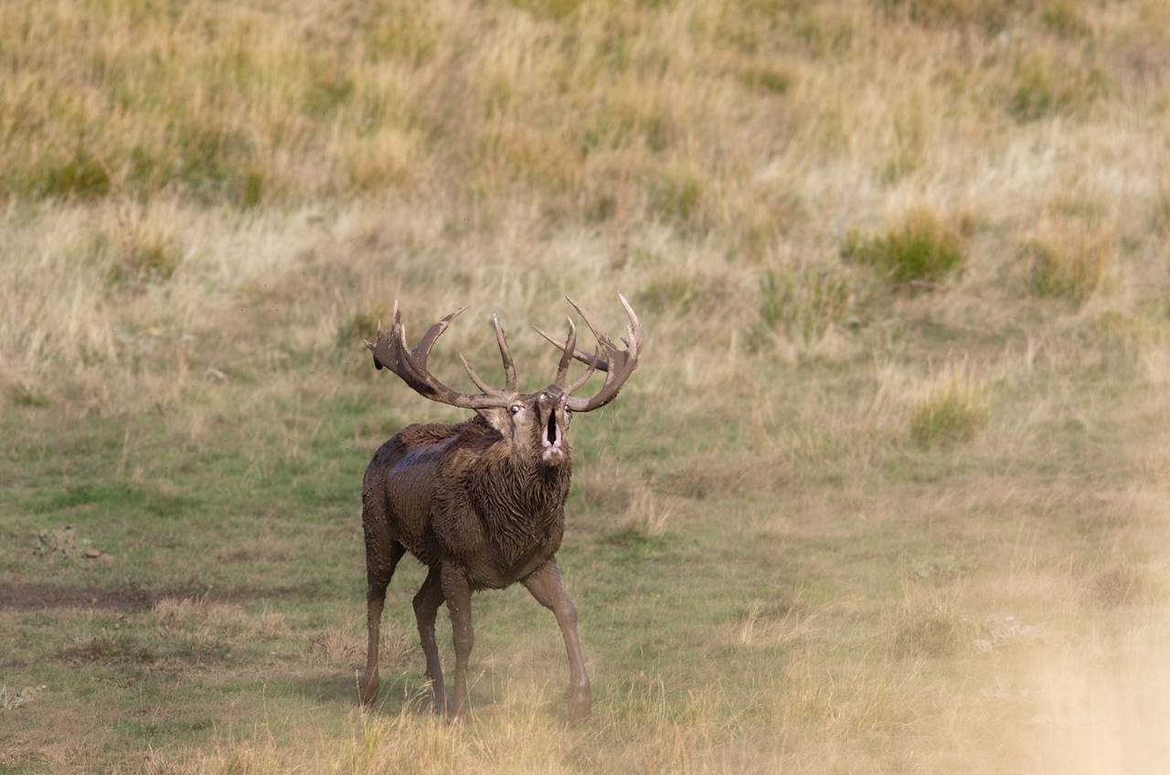 foto tour abruzzo skua nature 4