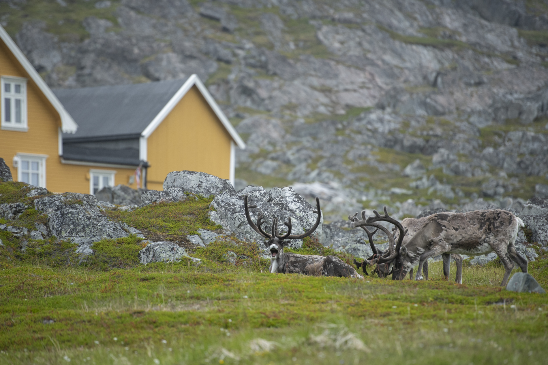 tourmidnightsunpuffinskuanature 5